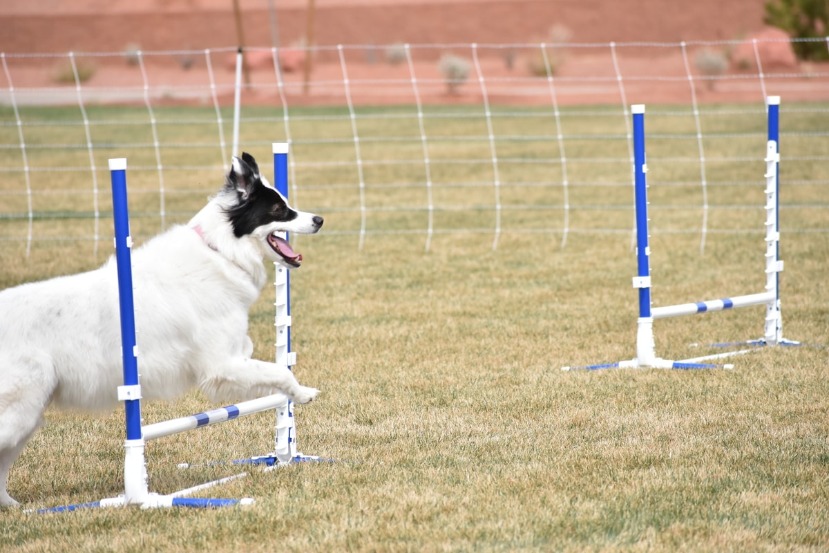 Training - Zion Canyon Canine - Located in Hurricane Utah