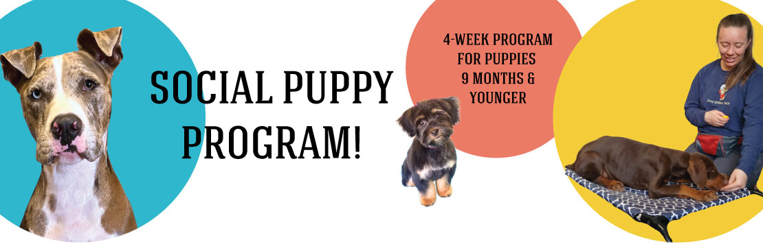 Puppy Program